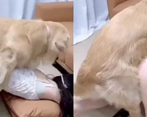 Cô tiểu thư yêu động vật và con chó số hưởng – PheVKL